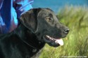 Mutt Portrait 1.jpg